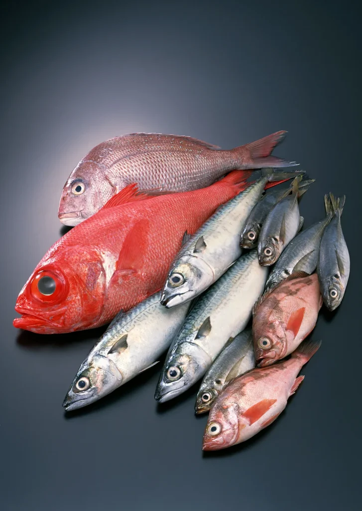 Assorted fresh Japanese fish including sea bream, alfonsino, mackerel and horse mackerel
