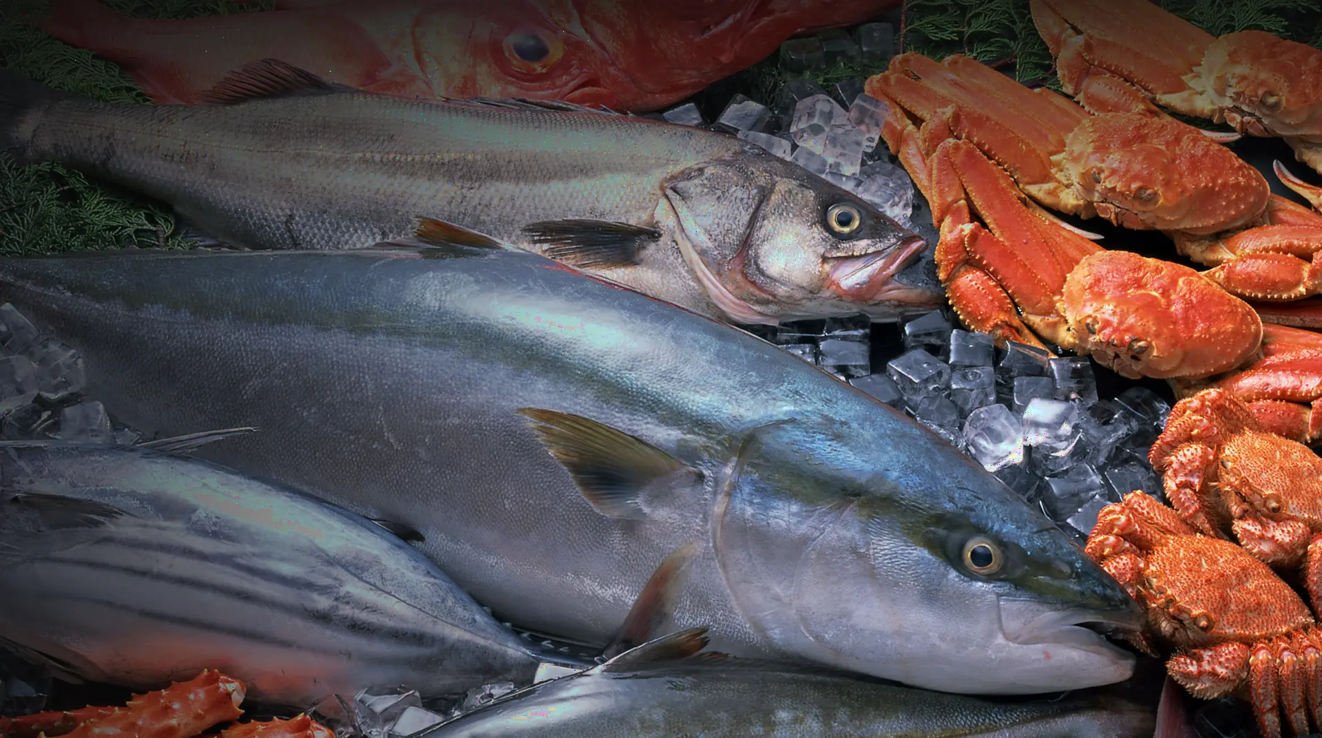 Fresh Japanese yellowtail, sea bass and snow crab on ice